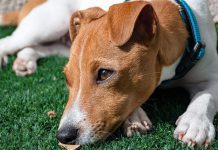 W sylwestrową noc pamiętajmy o zwierzakach PiESEL - czyli jak odzyskać zwierzaka który uciekł