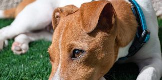 PiESEL - czyli jak odzyskać zwierzaka który uciekł