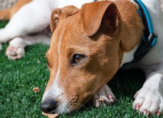 PiESEL - czyli jak odzyskać zwierzaka który uciekł