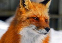 Pilnuj swojego pupila! Wkrótce szczepienie lisów w tarnowskich lasach Lis