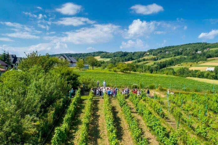 Dni otwarte winnicy w Woli Lubeckiej