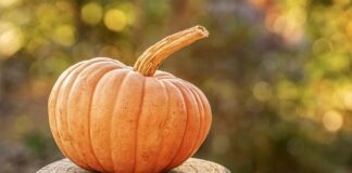 Dyniowa fiesta w Rzuchowej