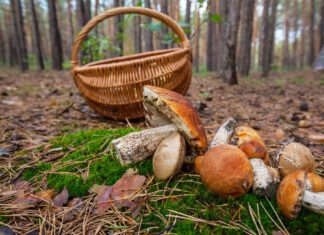 Grzybiarze gubią się w lasach