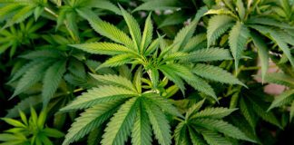 Jest uprawa konopi indyjskich ale nie wiadomo kto ją przygotował