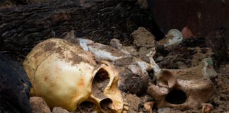 Ludzkie szczątki w zagajniku