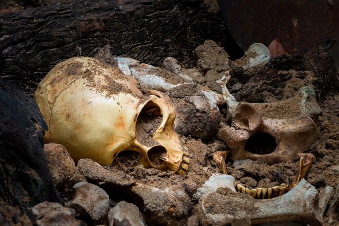 Ludzkie szczątki w zagajniku