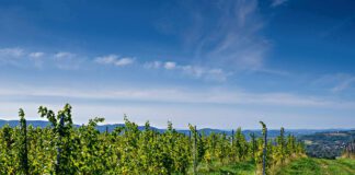 Tarnów wina od Sanguszków