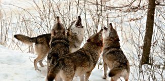 Czy wilki zagrażają mieszkańcom
