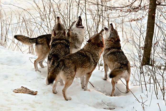 Czy wilki zagrażają mieszkańcom
