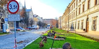 Nowe drzewa Piłsudskiego