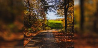 Okład z młodych liści