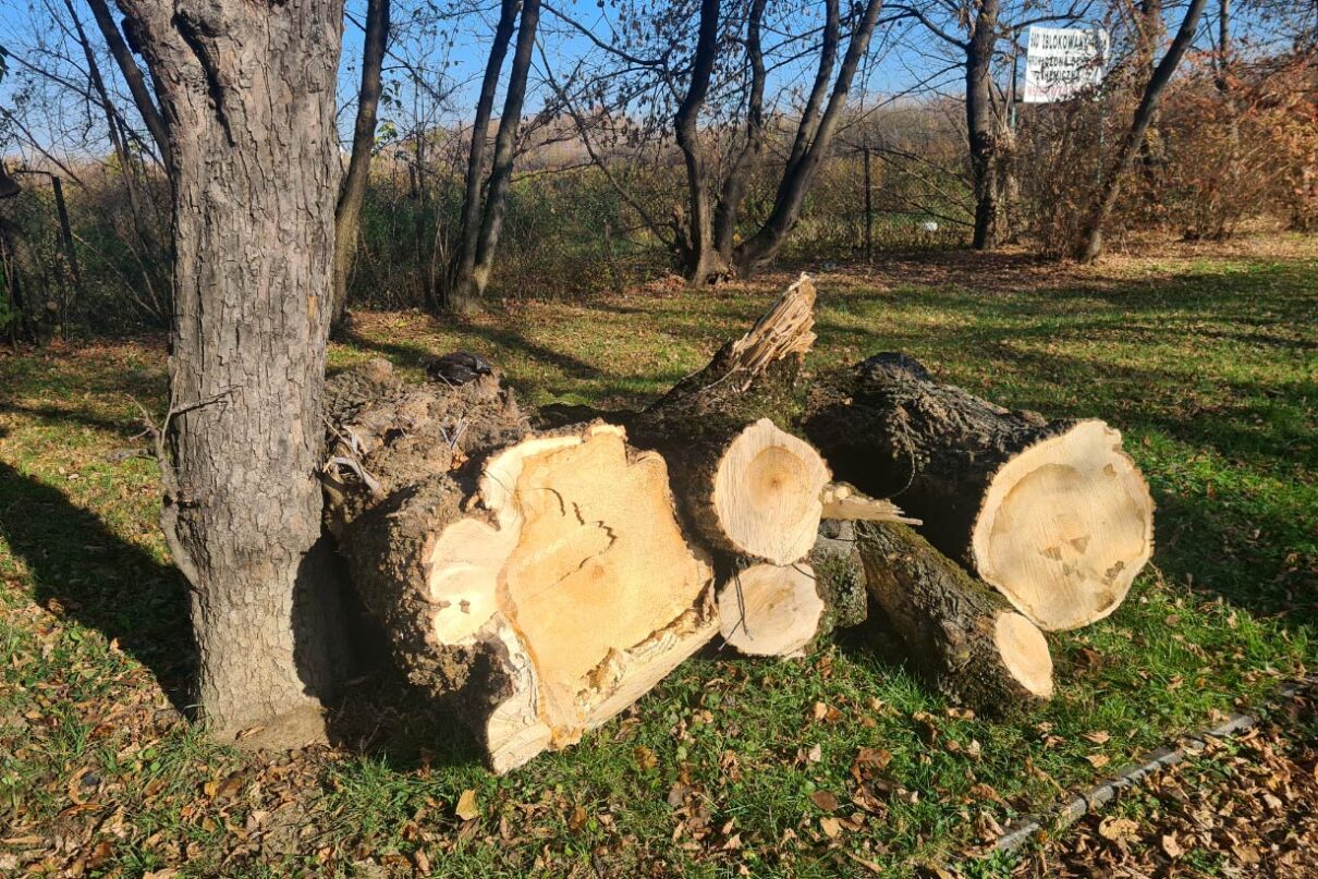 Wycinka drzew Szujskiego