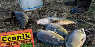 Tarnów - ceny ryb 2022 - kilogram karpia