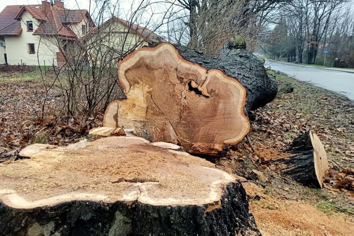 Drzewo al. Tarnowskich