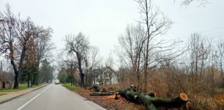 Drzewo ścięte al. Tarnowskich