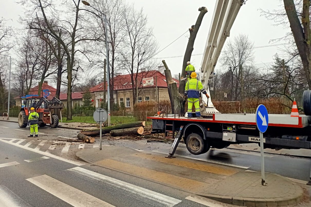 Drzewo ścinka ul. Gumniska