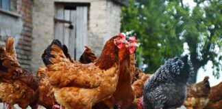 Grypa panoszy się także wśród ptactwa