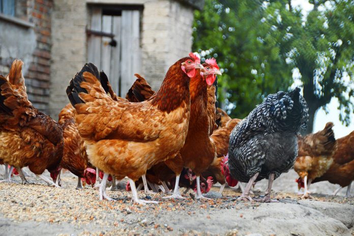 Grypa panoszy się także wśród ptactwa