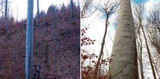 Najwyższe drzewo w Polsce rośnie pod Tarnowem