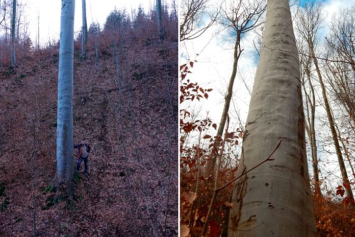 Najwyższe drzewo w Polsce rośnie pod Tarnowem