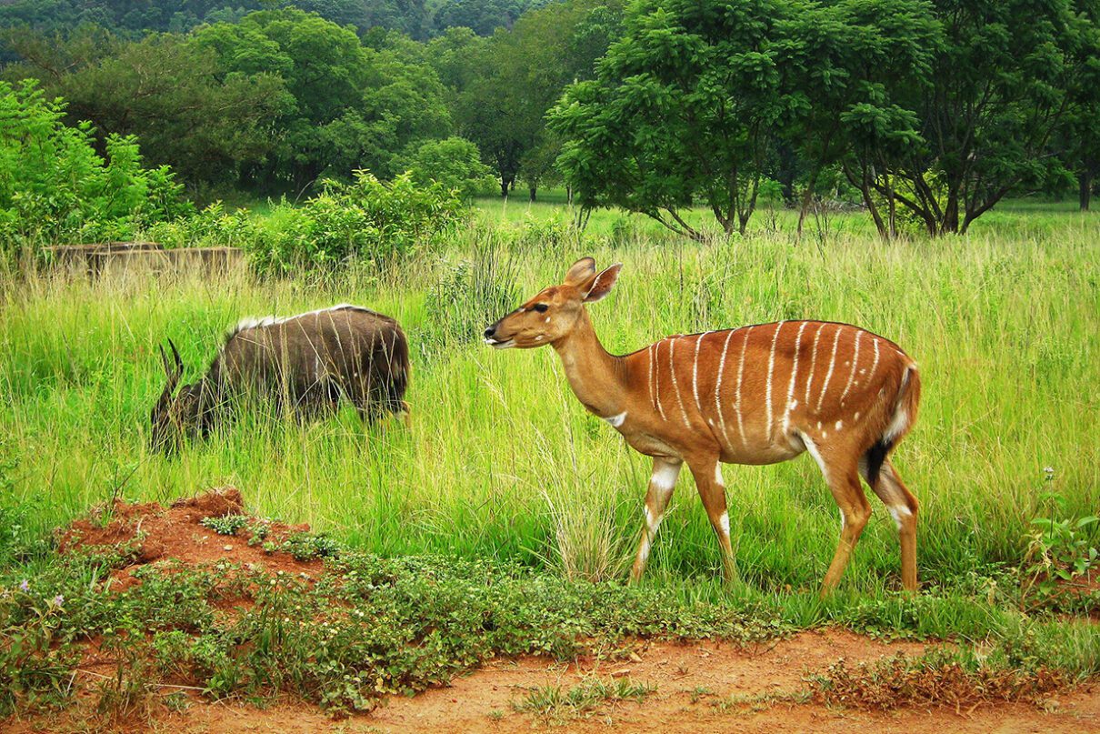 Park Narodowy Mlilwane
