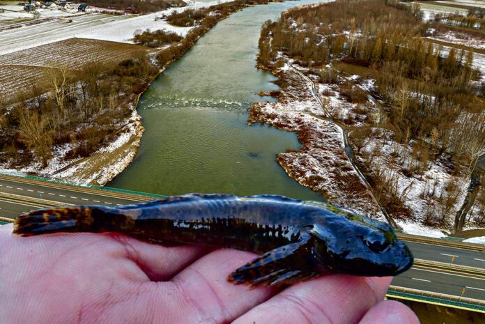 Szkody przyrodnicze podczas umacniania brzegu Dunajca