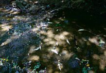 Gmina Dębno - zatrucie potoku Niedźwiedź