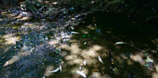 Gmina Dębno - zatrucie potoku Niedźwiedź