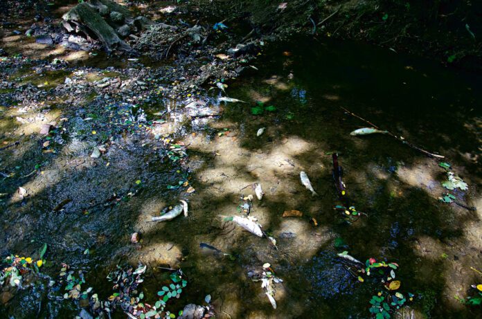 Gmina Dębno - zatrucie potoku Niedźwiedź