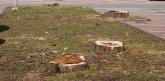 Niepokoją wycinki drzew