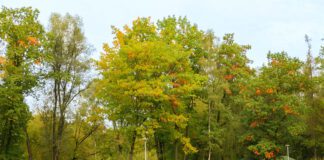 Nowa i łatwiej dostępna tężnia solankowa w Parku Piaskówka