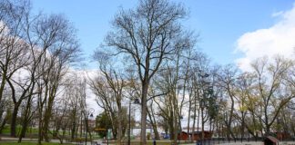 Poidełka drzewa i ławki