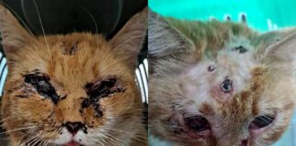 Przerażający akt okrucieństwa