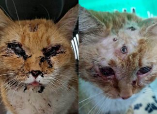 Przerażający akt okrucieństwa