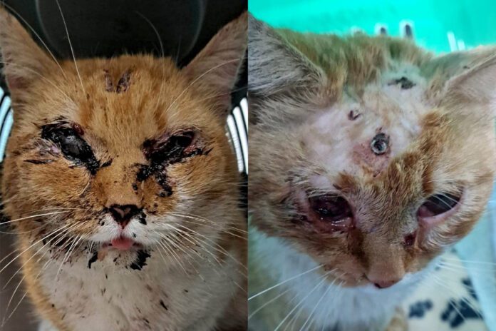 Przerażający akt okrucieństwa