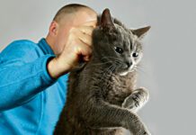 Przygarniał do domu koty, aby potem je mordować