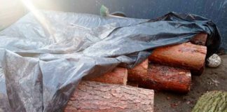 Złodzieje drzew zatrzymani