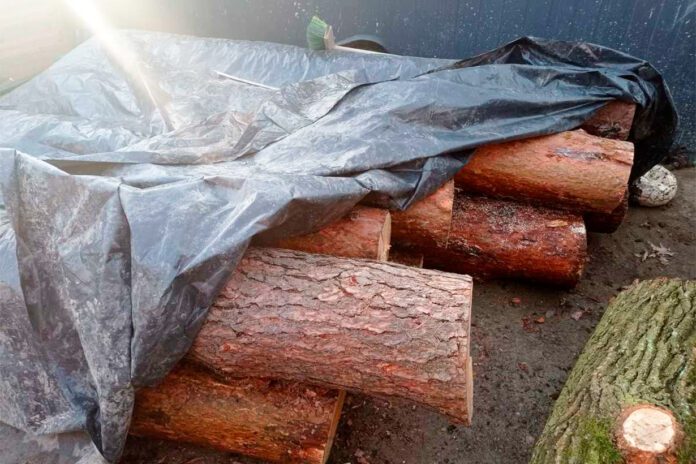 Złodzieje drzew zatrzymani Złodzieje drzew zatrzymani