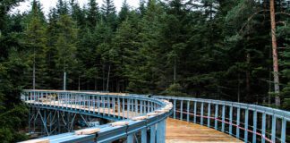 Dwumiesięczne opóźnienie przy budowie ścieżki w koronach drzew