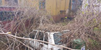 Fiat w objęciach gałęzi