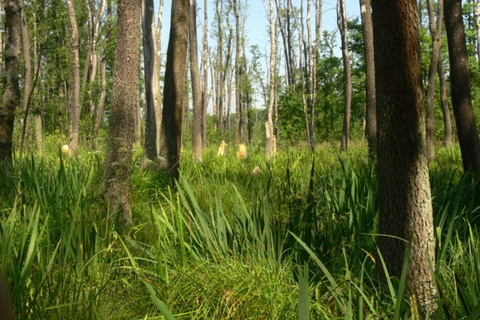 Las Nadleśnictwo Dąbrowa Tarnowska