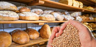 Niższa cena zboża nie wpływa na niższą cenę pieczywa