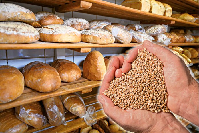 Niższa cena zboża nie wpływa na niższą cenę pieczywa