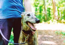 Pilnujcie swoich czworonogów Pilnujcie swoich czworonogów