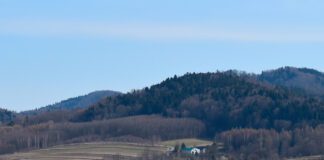 Tam gdzie dąb dzieci ochronił