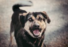 Tarnowski azyl zaprasza na spacer z siatkarkami