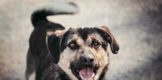 Tarnowski azyl zaprasza na spacer z siatkarkami