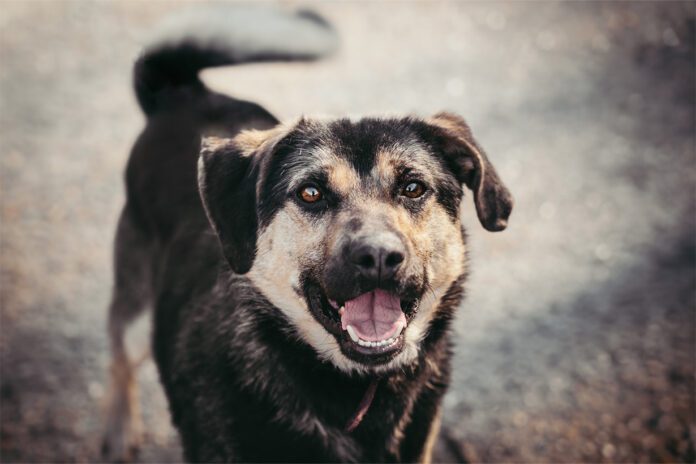 Tarnowski azyl zaprasza na spacer z siatkarkami Tarnowski azyl zaprasza na spacer z siatkarkami