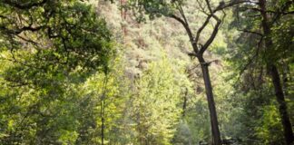 Chłopiec pomylił drogi w Puszczy Niepołomickiej