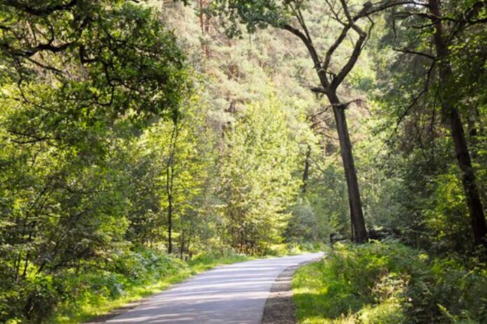Chłopiec pomylił drogi w Puszczy Niepołomickiej